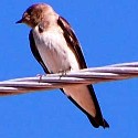 Northern Rough-winged Swallow