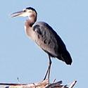 Great Blue Heron