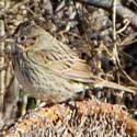 Lincoln's Sparrow in Sycamore Canyons