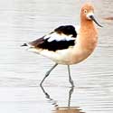 American Avocet