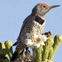 Gilded Flicker