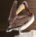 Brown Pelican in Tempe © by Mike Plagens