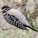 Ladder-back Woodpecker thumb link