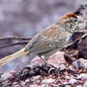 Rufous-crowned Sparrow