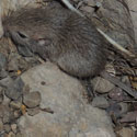 Desert Pocket Mouse © by Michael Plagens