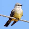 Western Kingbird © by Mike Plagens