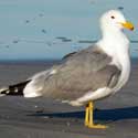 California Gull © by Mike Plagens