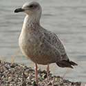 immature herring gull © by Mike Plagens