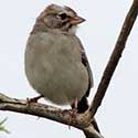 Rufous-winged Sparrow