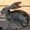 Lepus alleni © by Michael Plagens