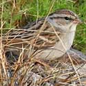 Chipping Sparrow © by Mike Plagens