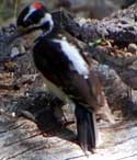 Hairy Woodpecker