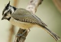 Bridled Titmouse