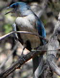 Mexican Jay