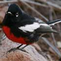 Painted Redstart