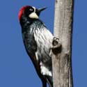 Acorn Woodpecker