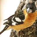 Black-headed Grosbeak