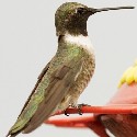 Black-chinned Hummingbird