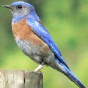 Western Bluebird photo © Walter Siegmund