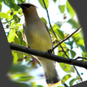 Cedar Waxwing