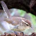 Bewick's Wren