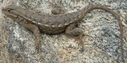 Plateau Lizard