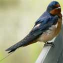 Barn Swallow photo © 2006 Walter Siegmund