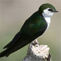 Violet-green Swallow photo © Wolfgang Wander