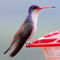 Violet-crowned Hummingbird