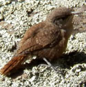 Canyon Wren