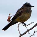 Cassin's Kingbird