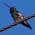 Broad-billed Hummingbird