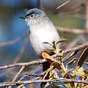 Blue-gray Gnatcatcher