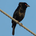 Bronzed Cowbird