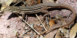 Sonoran Spotted Whiptail