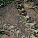 Crotalus molossus