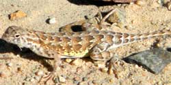 Slevin's Bunchgrass Lizard