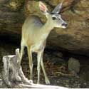 White-tail Deer