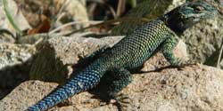 Yarrow's Spiny Lizard