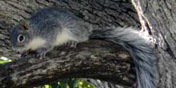 Arizona Gray Squirrel