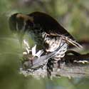 Arizona Woodpecker