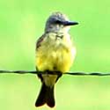 Tropical Kingbird