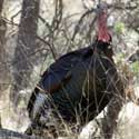 Wild Turkey photo © Walter Siegmund