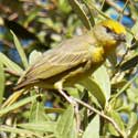 Hepatic Tanager