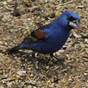 Blue Grosbeak