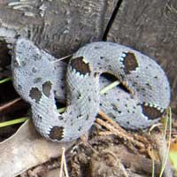 Crotalus lepidus