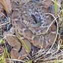 Crotalus willardi