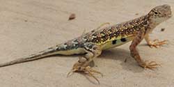 Slevin's Bunchgrass Lizard