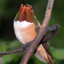 Rufous Hummingbird