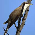 Yellow-billed Cuckoo